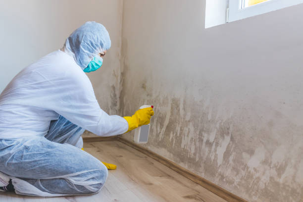 Licensed Mold Remediation service in Chester, PA - Car Mold Remediation