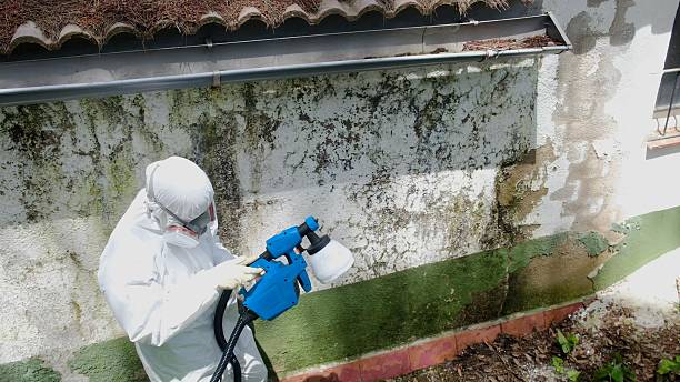 Top rated local Mold Remediation specialists in Chester, PA